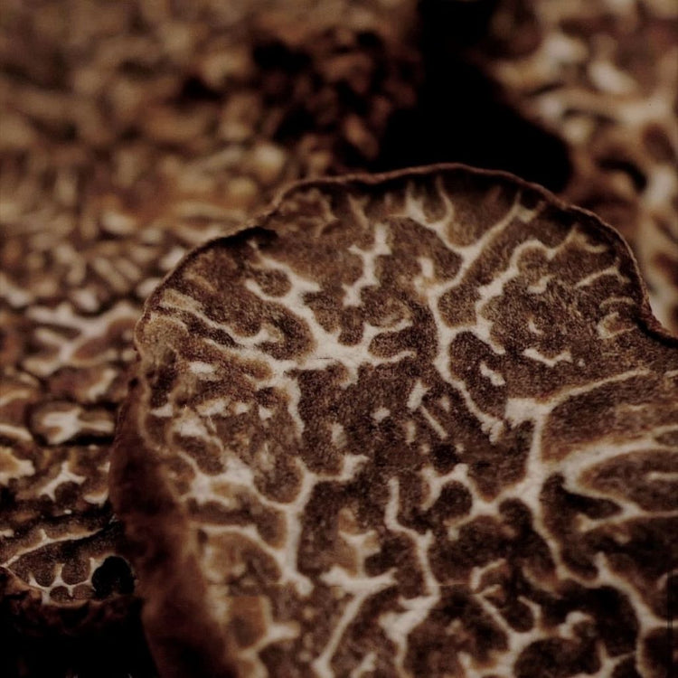 A hand lifting a black truffle from dark forest soil